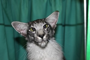 Wiltshire & District Cat Club Show 2009 Pictures by Paul Marshall
